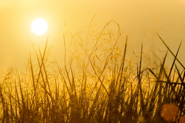 Wild grass in the nature.