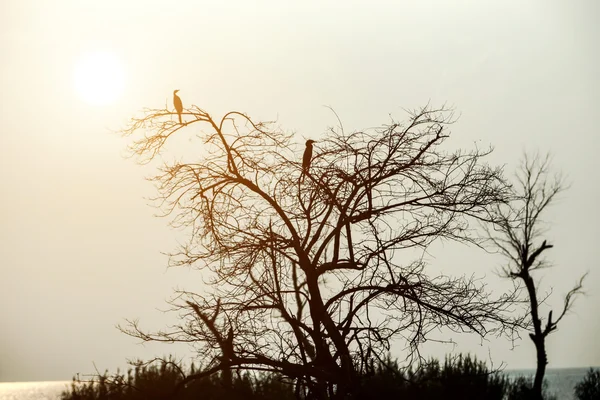 Silhouettes of dead trees and bird.