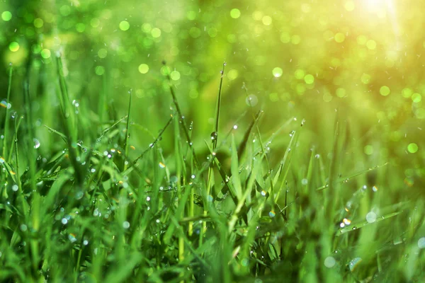 Fresh grass with dew drops in the morning.