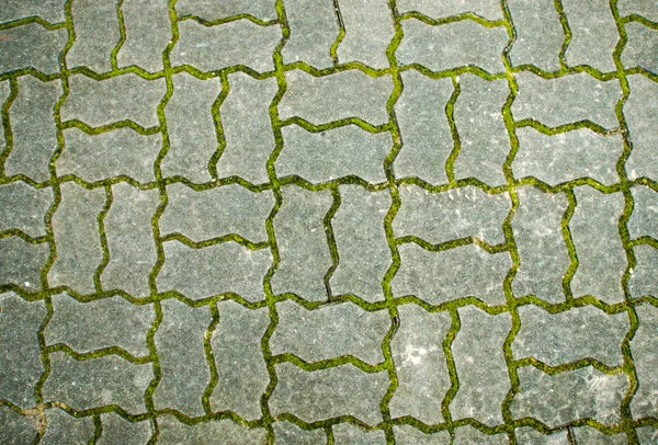 The moss on brick road
