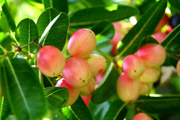 Super fruit and herbs.