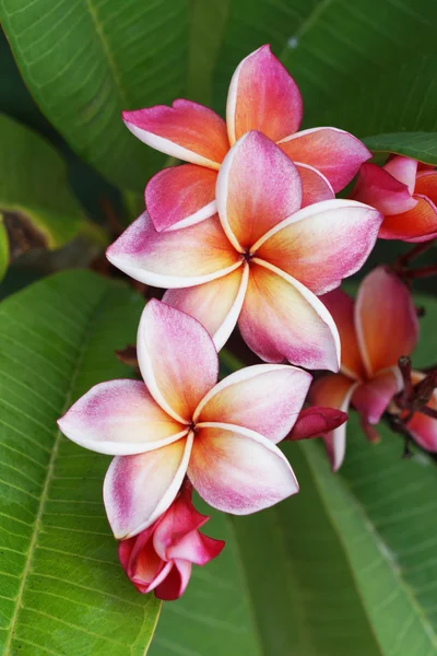 Plumeria flower Mixed color of orange and pink