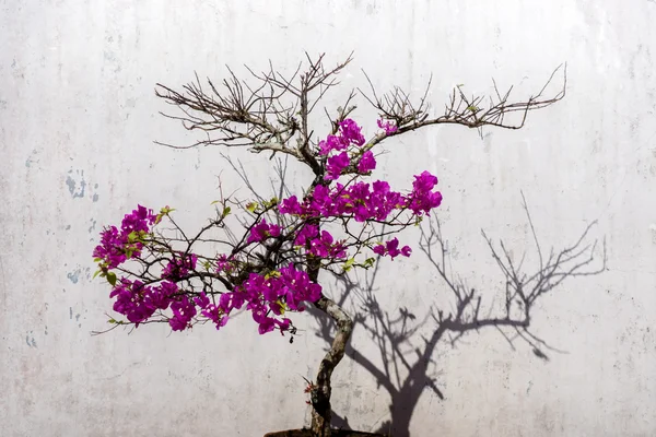 Bougainvillea flower and wall.