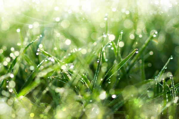 Fresh morning dew on spring grass, natural green light backgroun