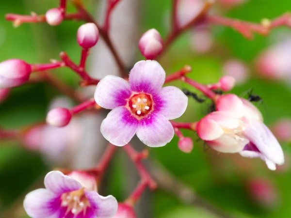 Pink color of star fruit flower