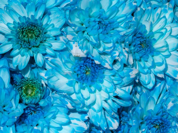 Close up of blue chrysanthemum flower