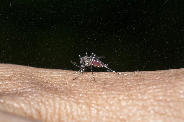 Close-up of mosquito sucking blood with water spray.
