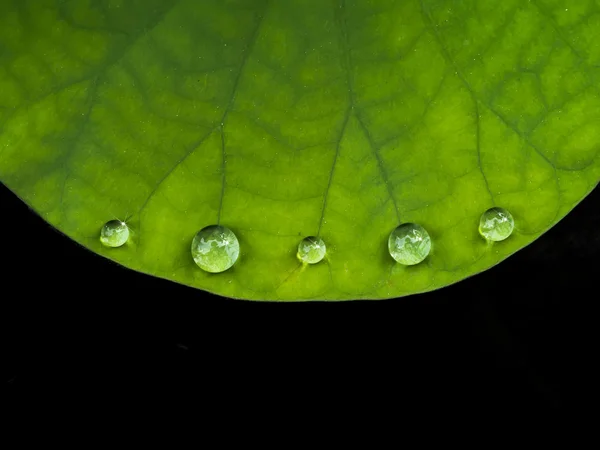 Water drop on lotus leaf.