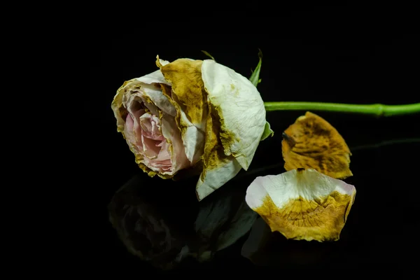 Wilted roses on a black background.