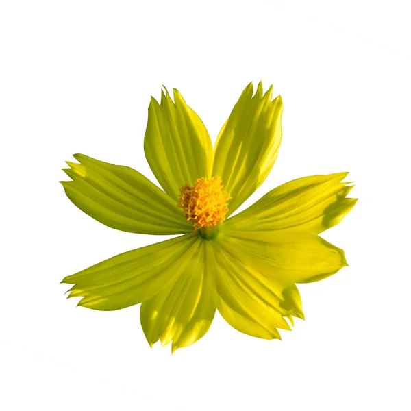 Yellow cosmos flower on white background.