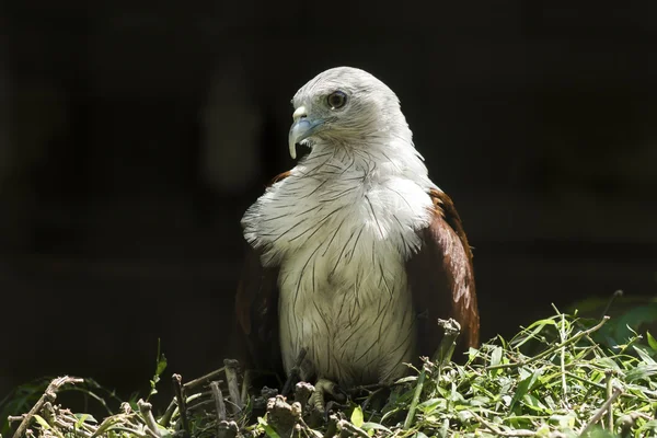 Close up of Brahminy kite, Red-backed sea-eagle.