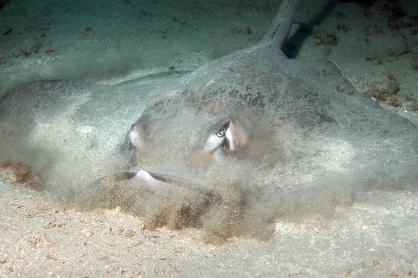 Southern Stingray Hiding in Sand