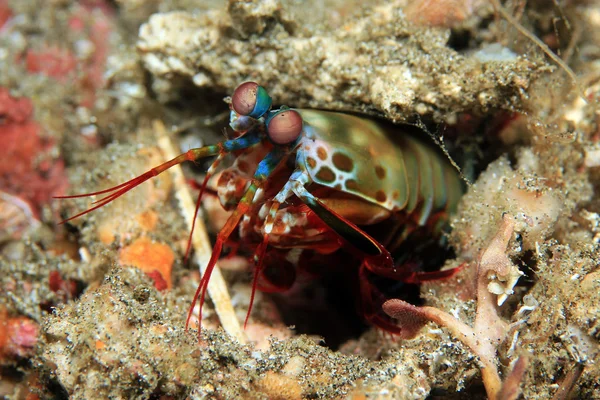 Peacock Mantis Shrimp