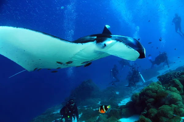 Manta Ray Approaching Closely