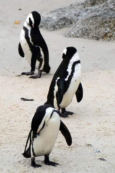 Penguins on the beach, Simons town, South Africa