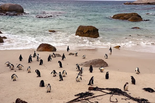Penguins on the beach, Simons town, South Africa