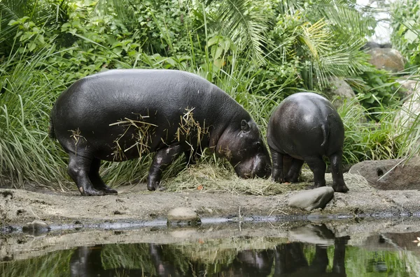 Pygmy hippo and baby