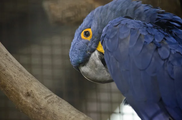 Hyacinth macaw in a cage
