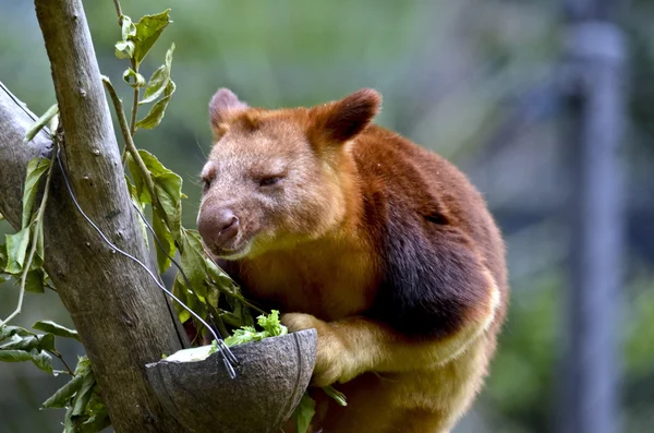 Tree kangaroo close up