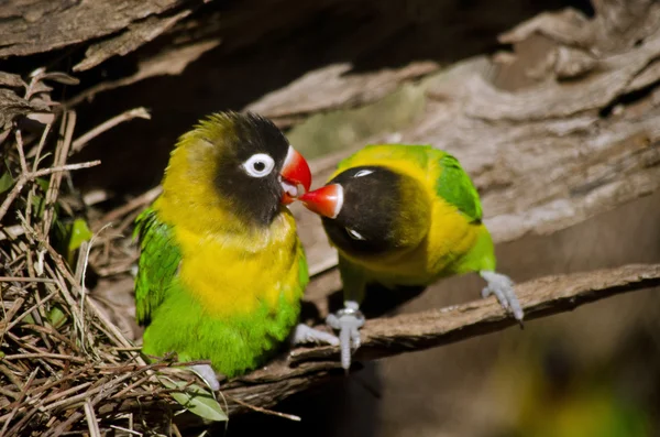 Love birds kissing