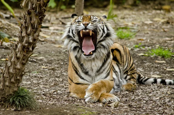 Tiger open mouth