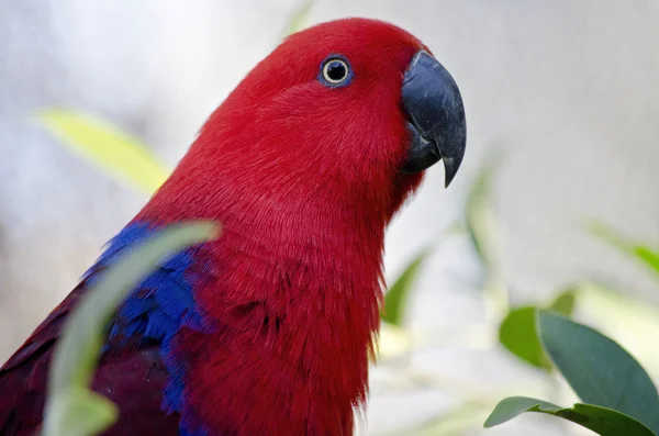 Electus parrot close up