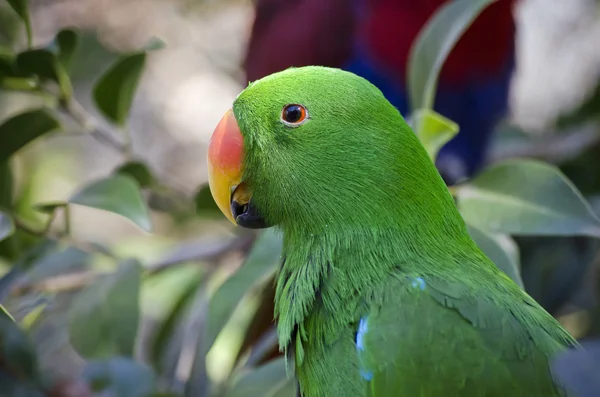 Electus parrot close up