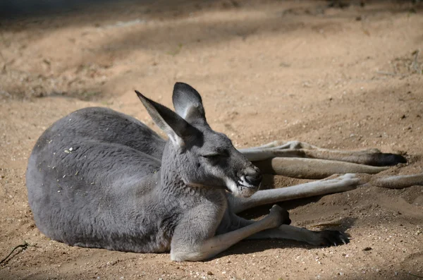 Male red kangaroo