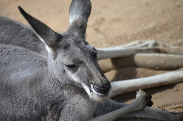 Male red kangaroo