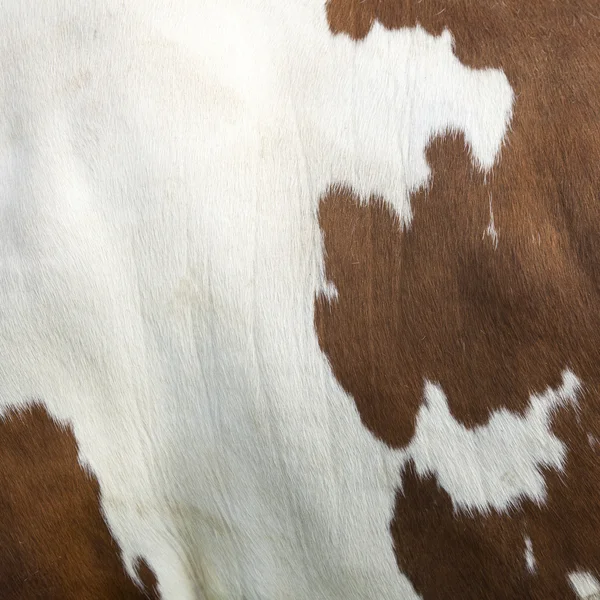 Square part of cowhide on side of red and white cow