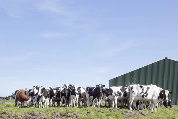 Herd of cows in dutch field near stable in green meadow