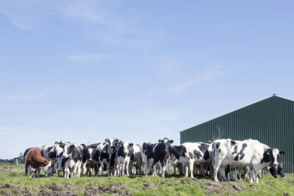 Black and white cows in sunny dutch green meadow under blue sky