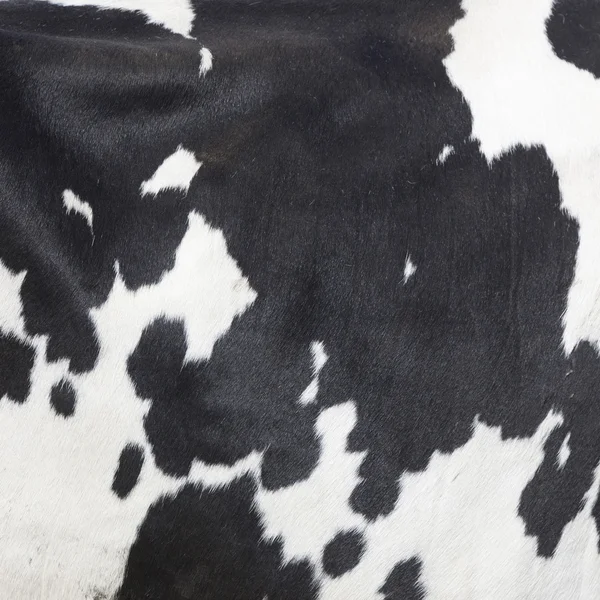 Black and white spots on side of cow