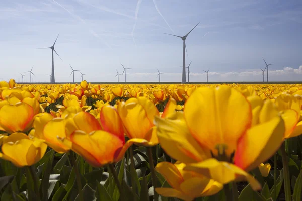 Silhouette of wind turbines against blue sky with orange tulips