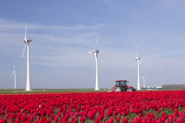 Wind turbines against blue sky and red tulip field in holland pl