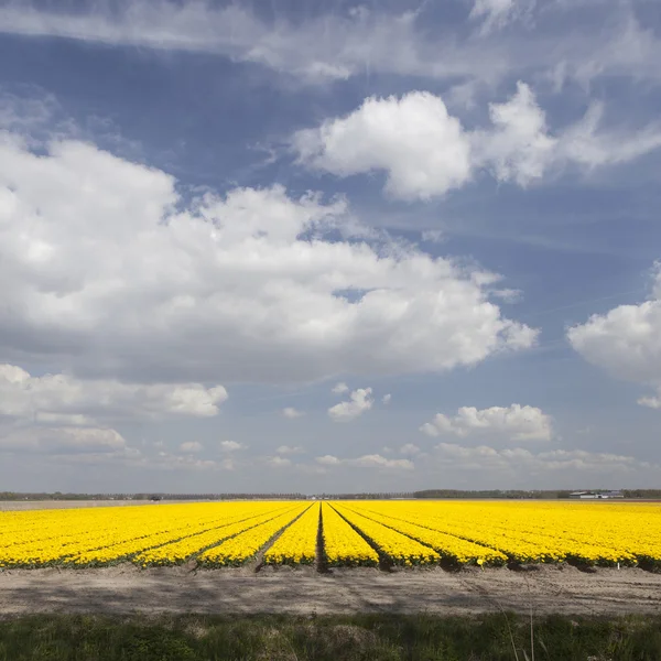 Yellow tulips in dutch flower field and blue sky with clouds