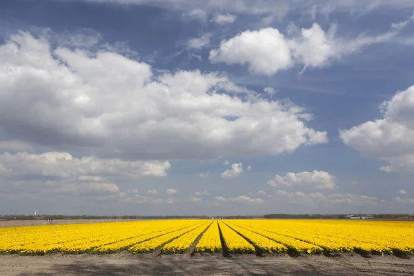 Yellow tulips in dutch flower field and blue sky with clouds