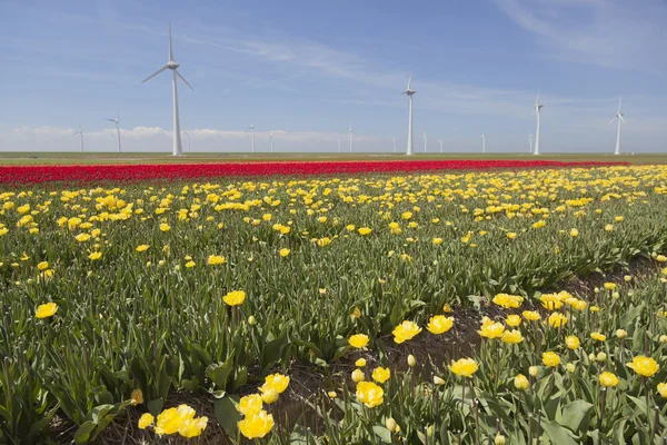 Wind turbines against blue sky and yellow red tulip field in hol