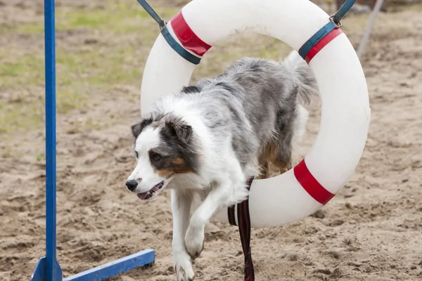 Dog jumps through hoop