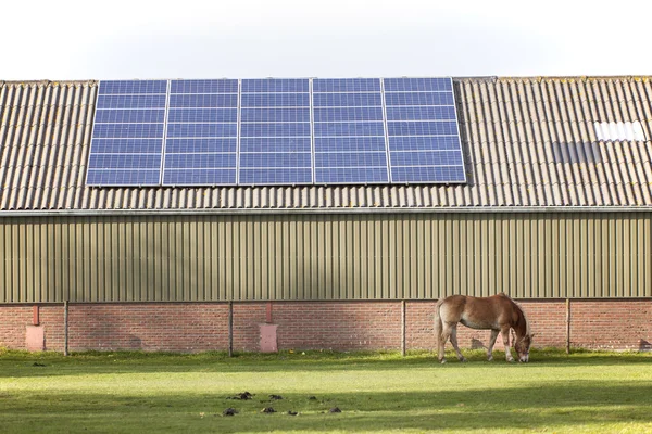 Solar panels and grazing horse