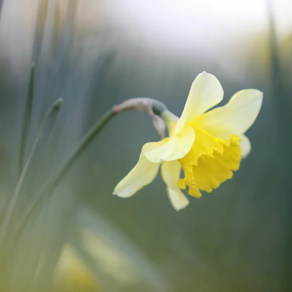 Square picture of blooming yellow daffodil