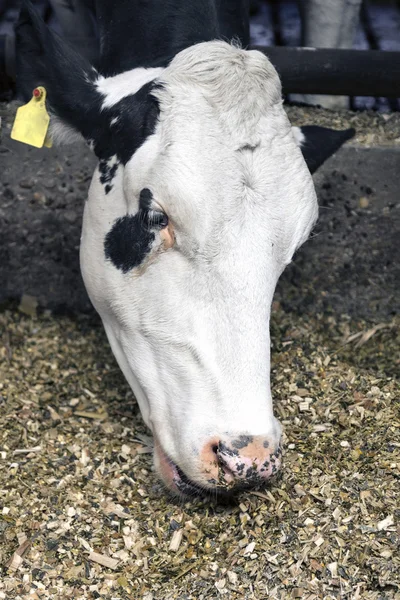 White head of cow in stable