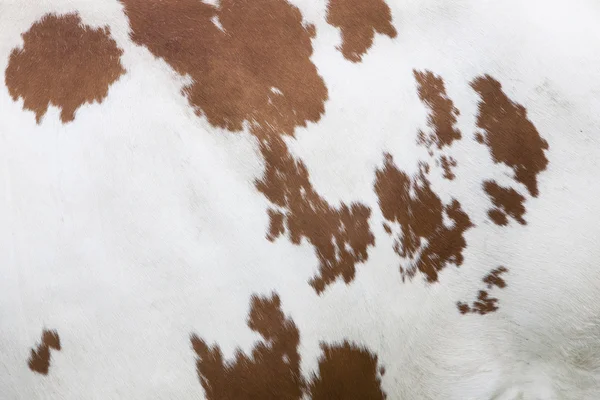 Side of cow with red and white hide
