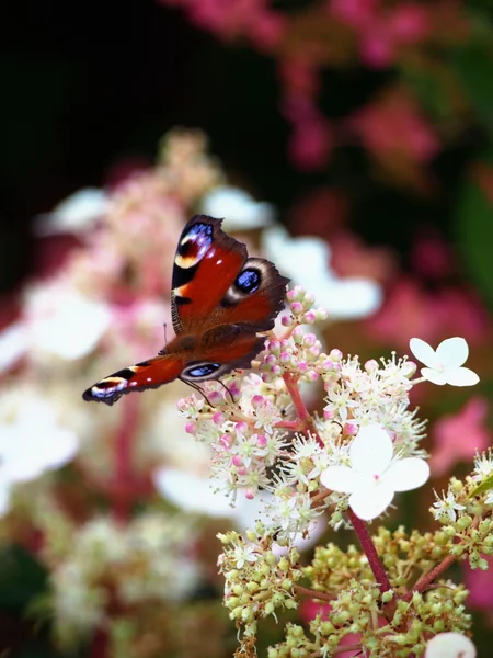 Plants, Nature, flowers