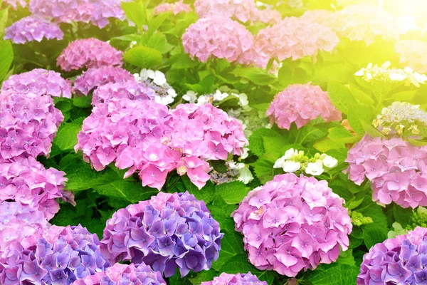 Pink Hydrangea flower