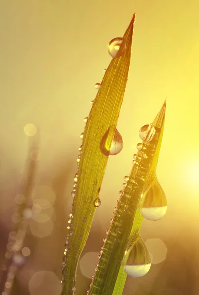 Fresh grass with dew drops at sunrise.