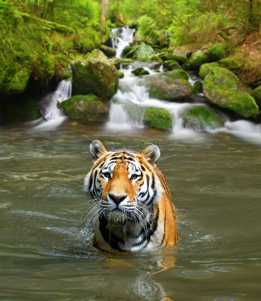 Siberian Tiger in water