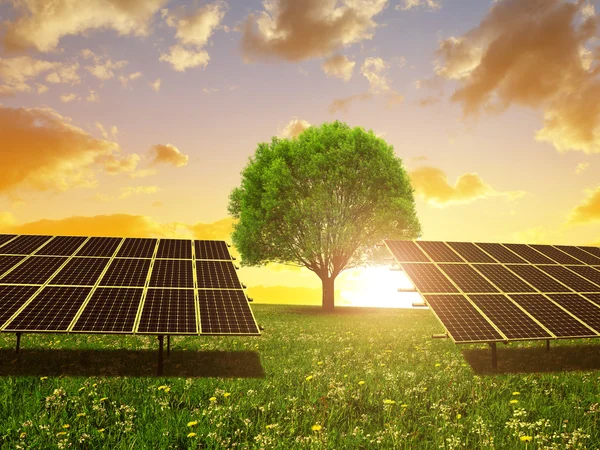 Solar energy panels and tree on meadow at sunset.