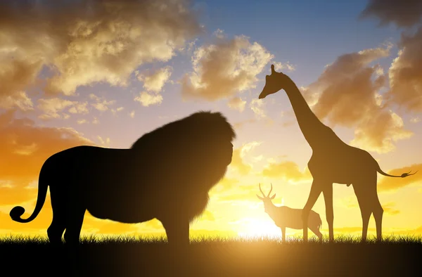 Silhouette of a Lion with Giraffes and Antelope