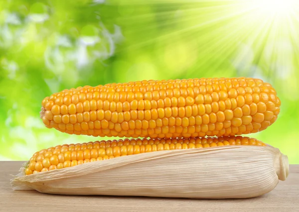 Ripe ears of corn